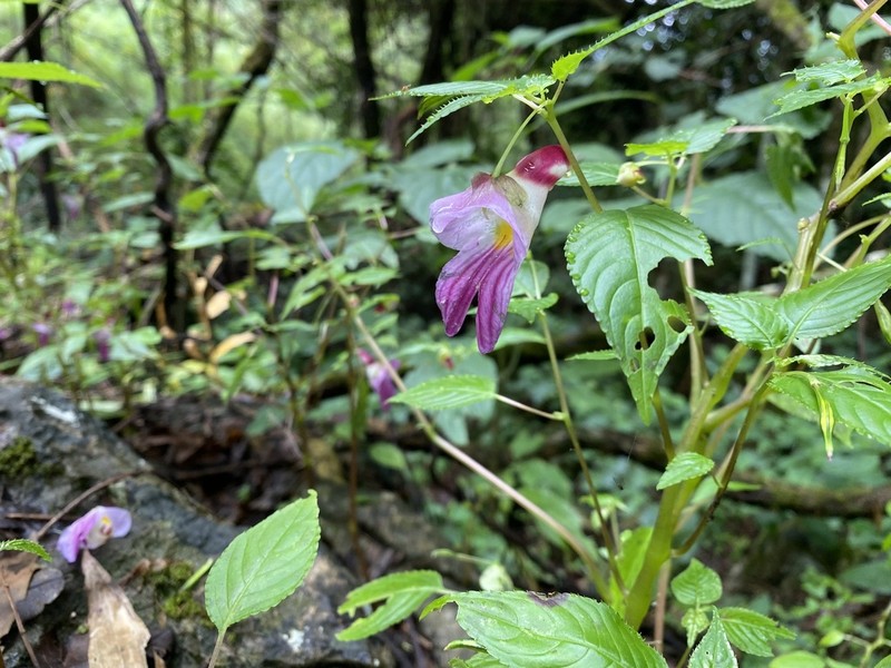 Impatiens psittacina photo 7