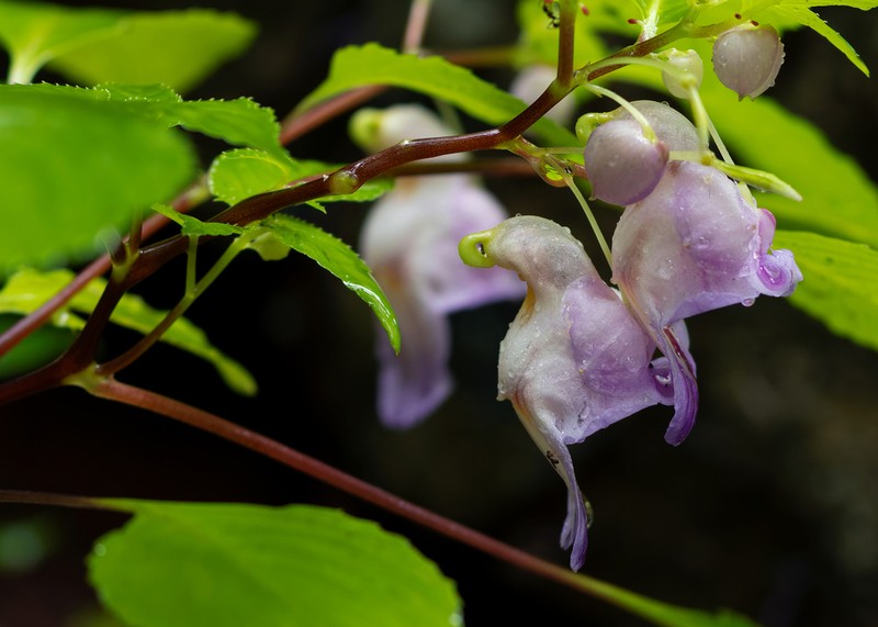 Impatiens psittacula
