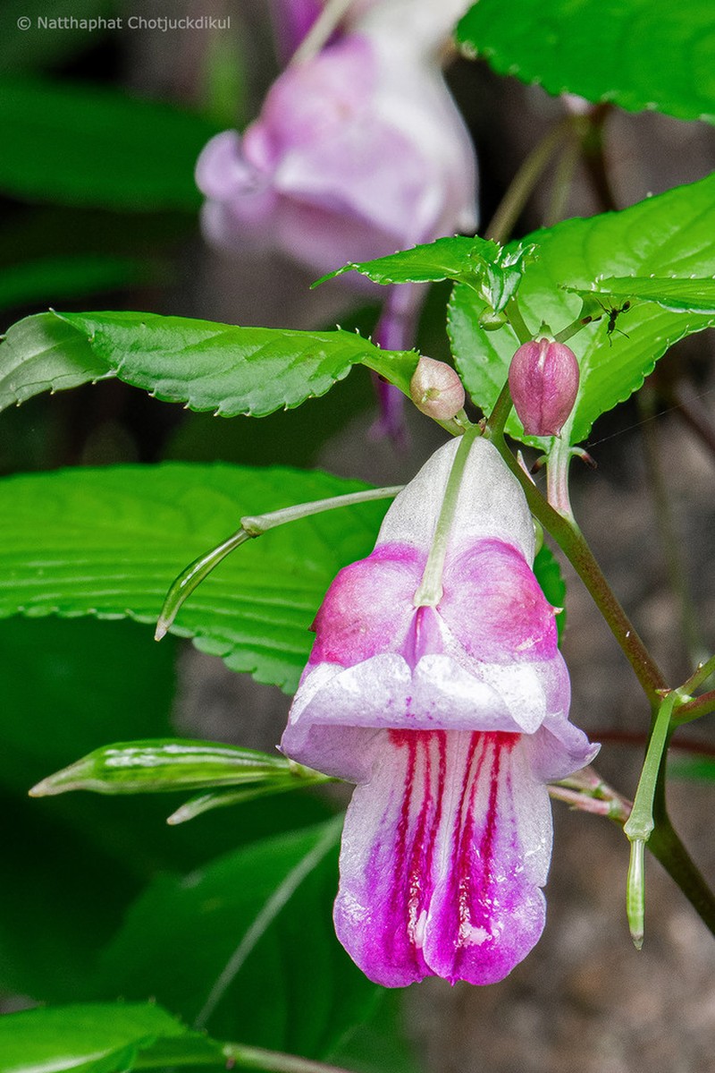 Impatiens psittacula photo 2