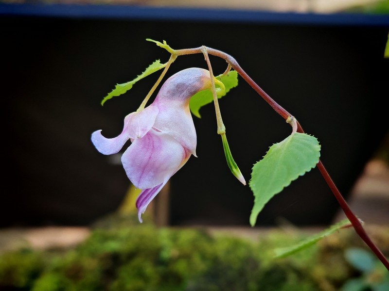 Impatiens psittacula photo 3