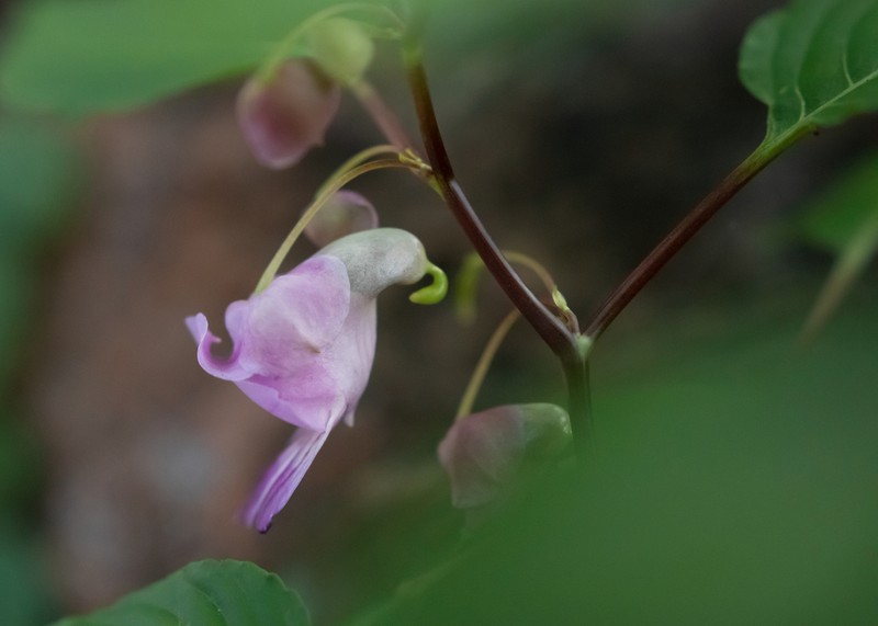 Impatiens psittacula photo 4