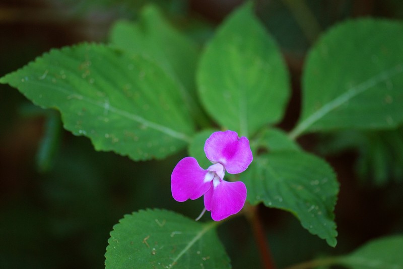Impatiens psychadelphoides photo 4