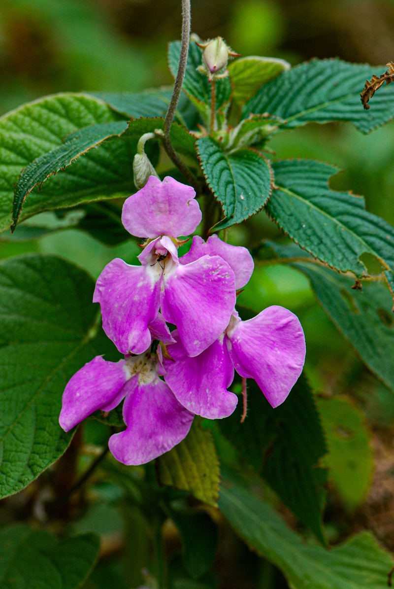Impatiens psychadelphoides photo 6