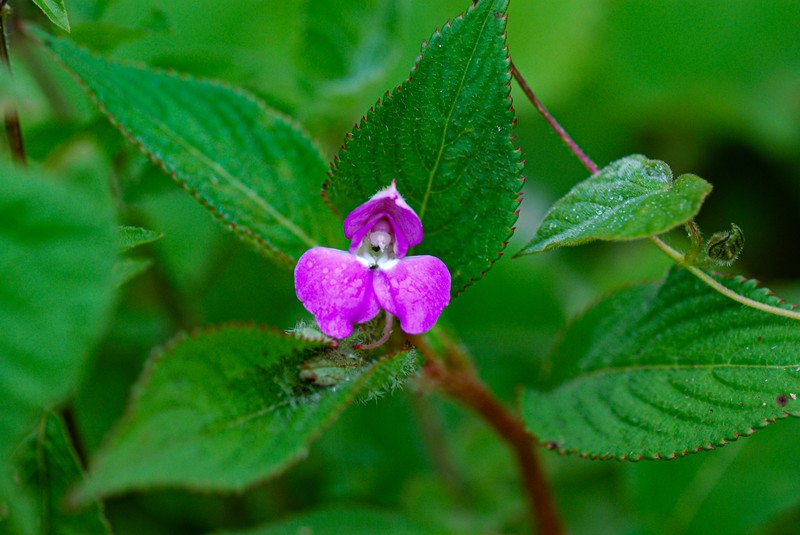 Impatiens psychadelphoides photo 7