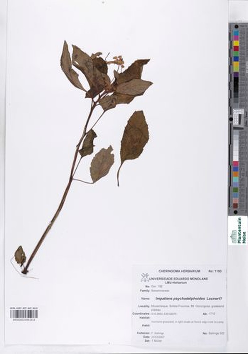 Impatiens psychadelphoides photo 8