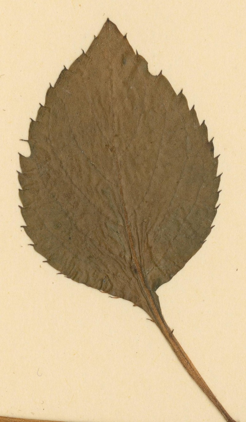 Impatiens psychadelphoides