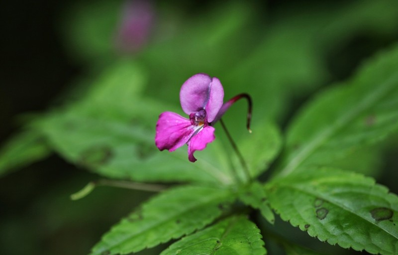 Impatiens pterosepala