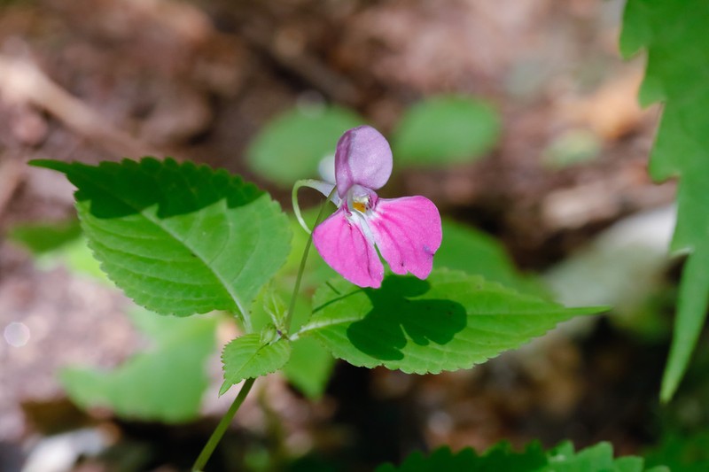 Impatiens pterosepala photo 2