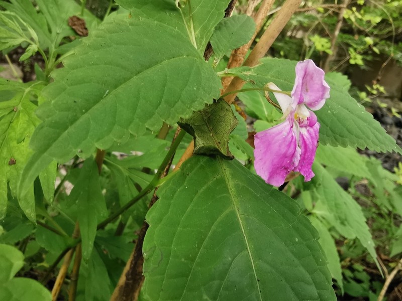 Impatiens pterosepala photo 3