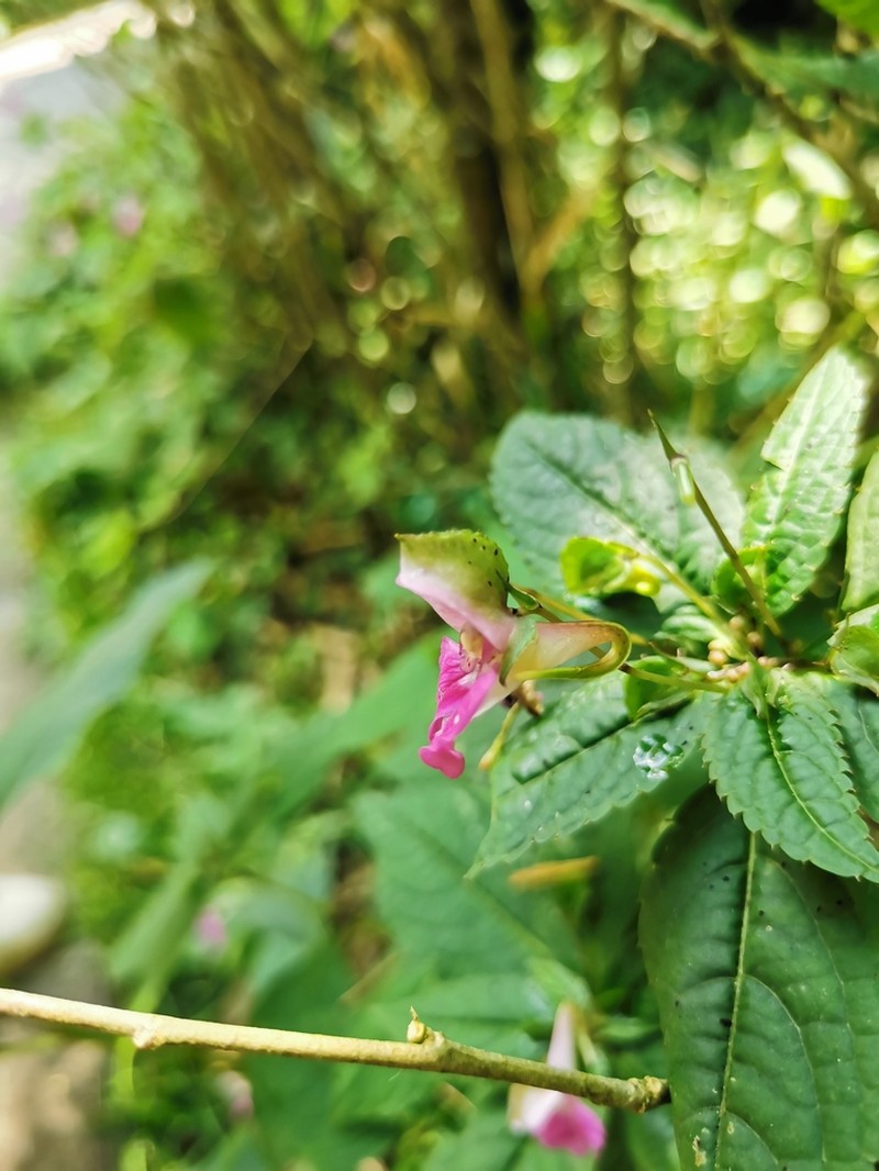 Impatiens pterosepala photo 4
