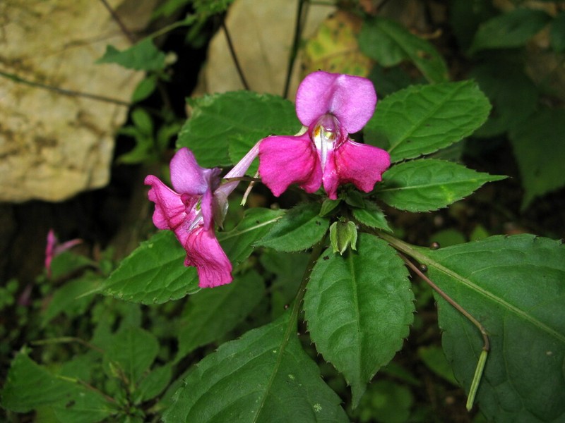 Impatiens pterosepala photo 5
