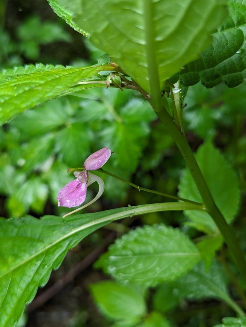 Impatiens pterosepala photo 6