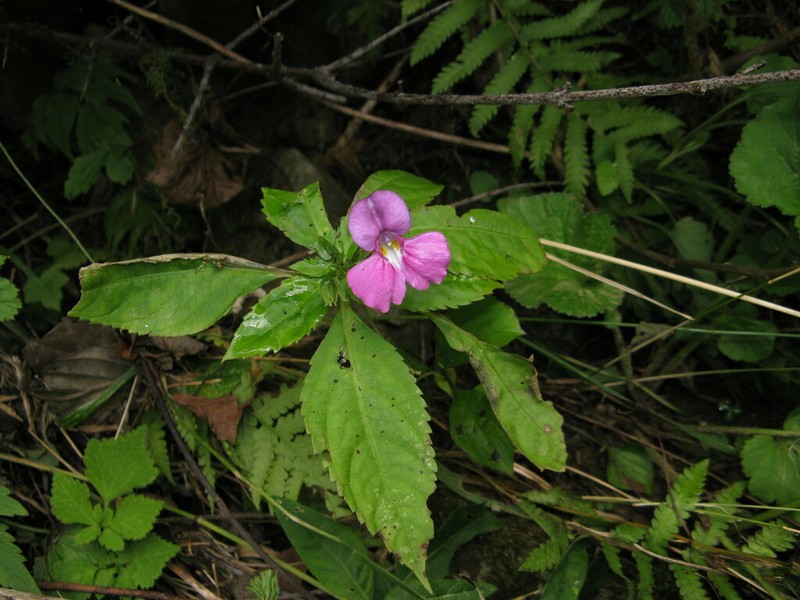 Impatiens pterosepala photo 7