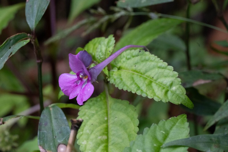 Impatiens pterosepala photo 8