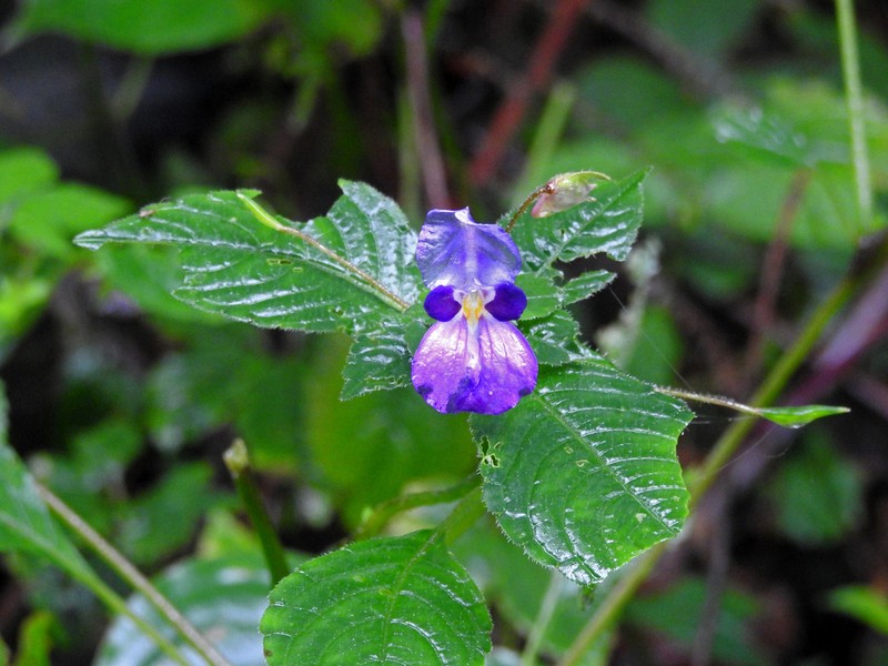 Impatiens puberula photo 2