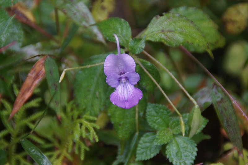 Impatiens puberula photo 3