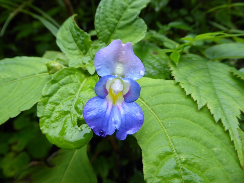 Impatiens puberula photo 4