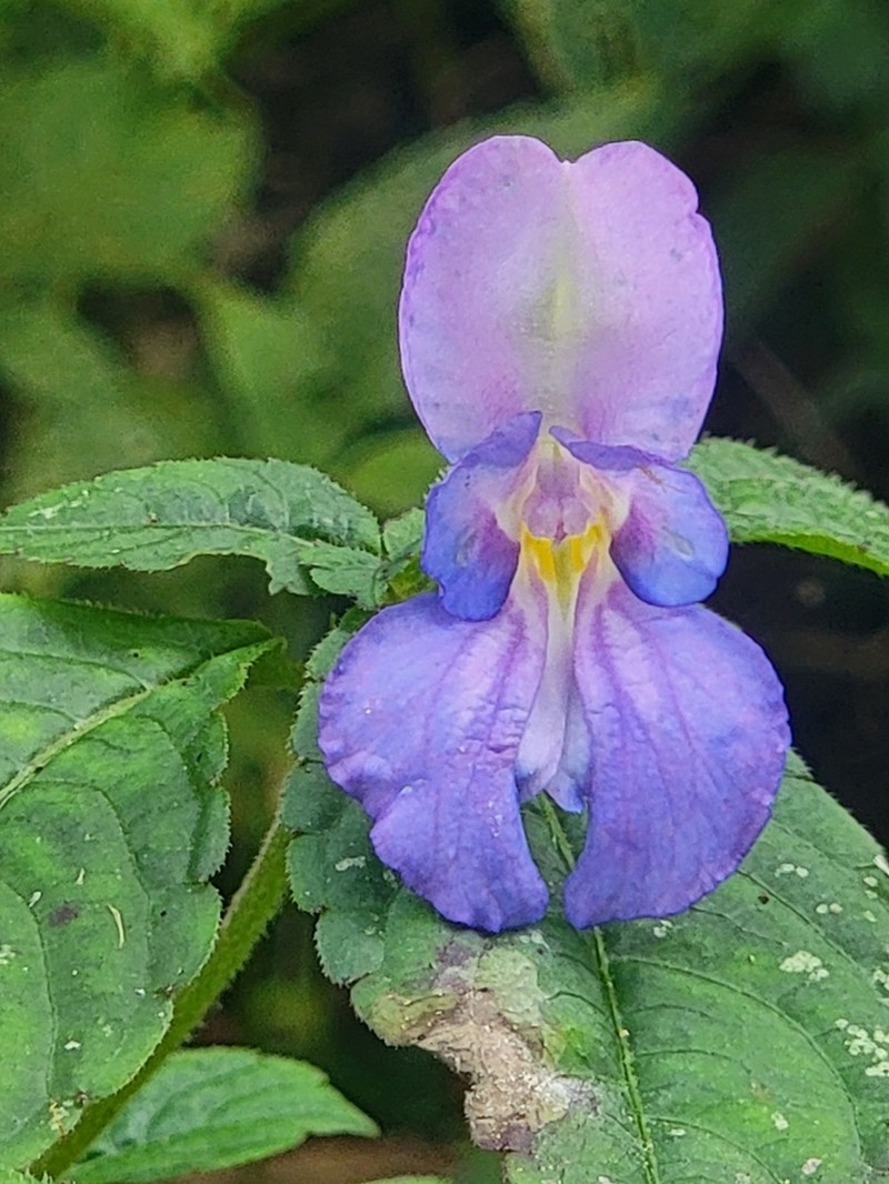 Impatiens puberula photo 5
