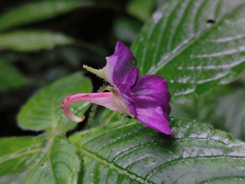 Impatiens puberula photo 6
