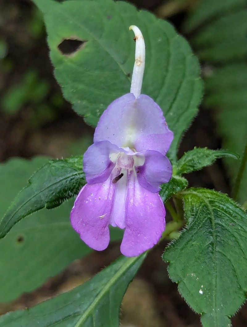 Impatiens puberula photo 7