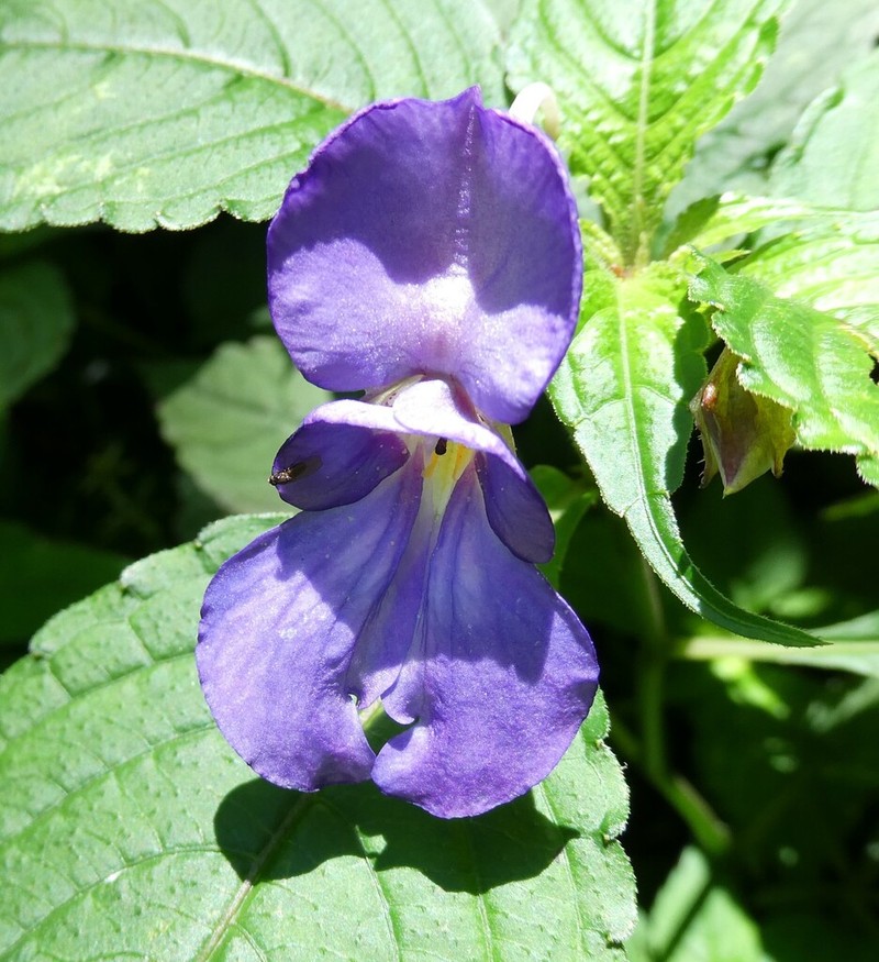 Impatiens puberula photo 8