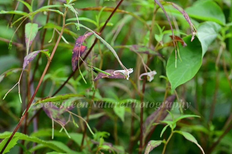 Impatiens pudica