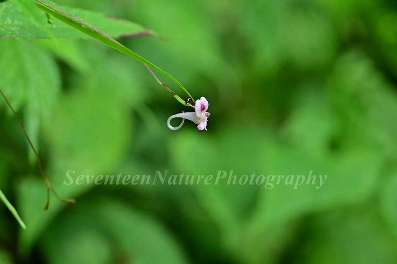 Impatiens pudica photo 2