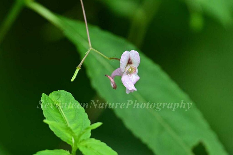 Impatiens pudica photo 3