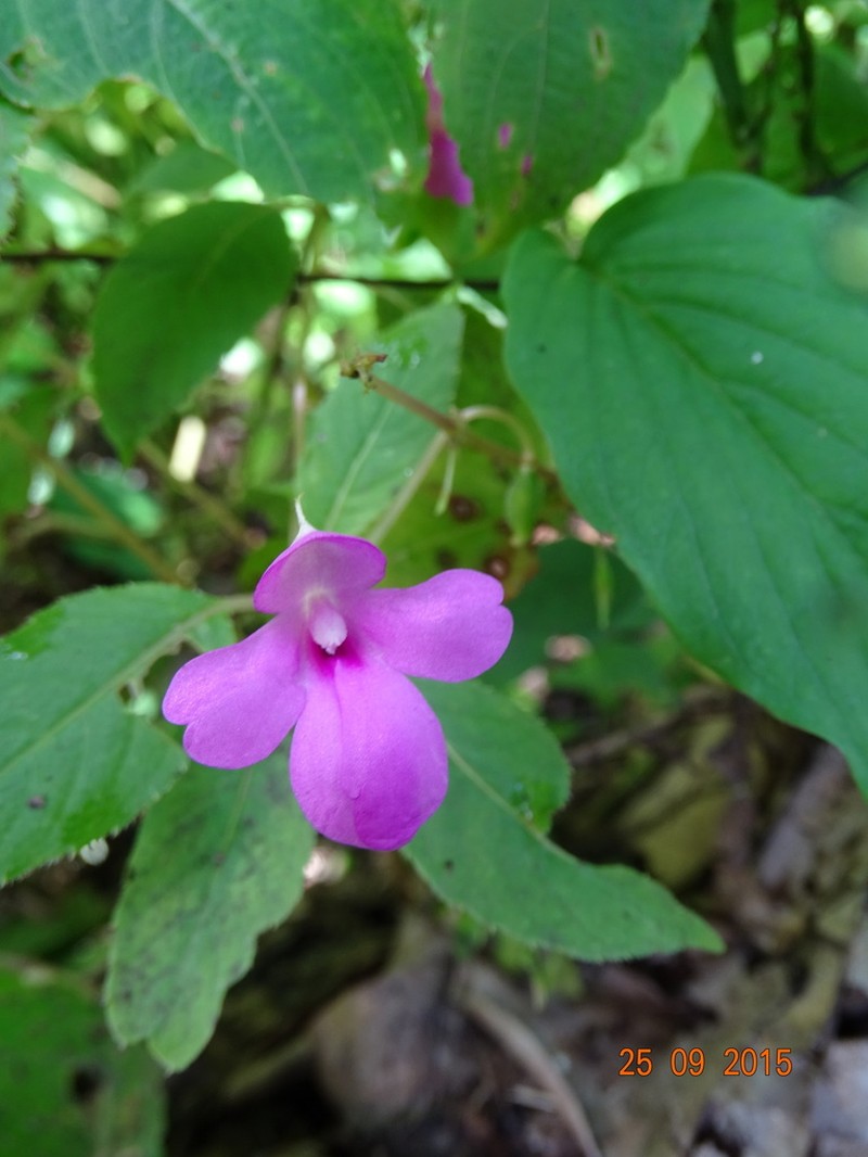 Impatiens pulcherrima