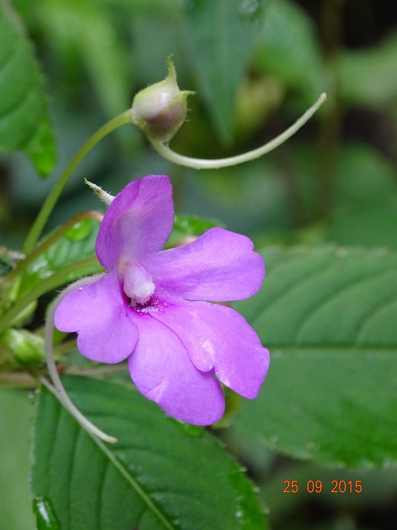 Impatiens pulcherrima photo 2