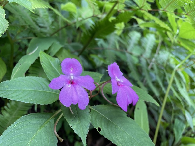 Impatiens pulcherrima photo 3