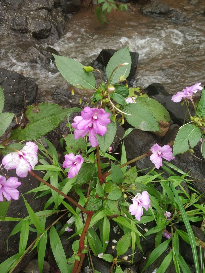 Impatiens pulcherrima photo 4