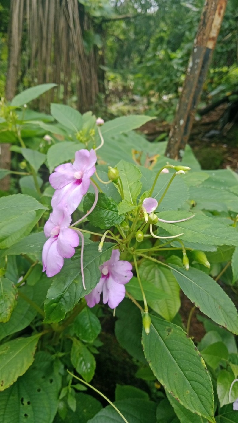 Impatiens pulcherrima photo 5