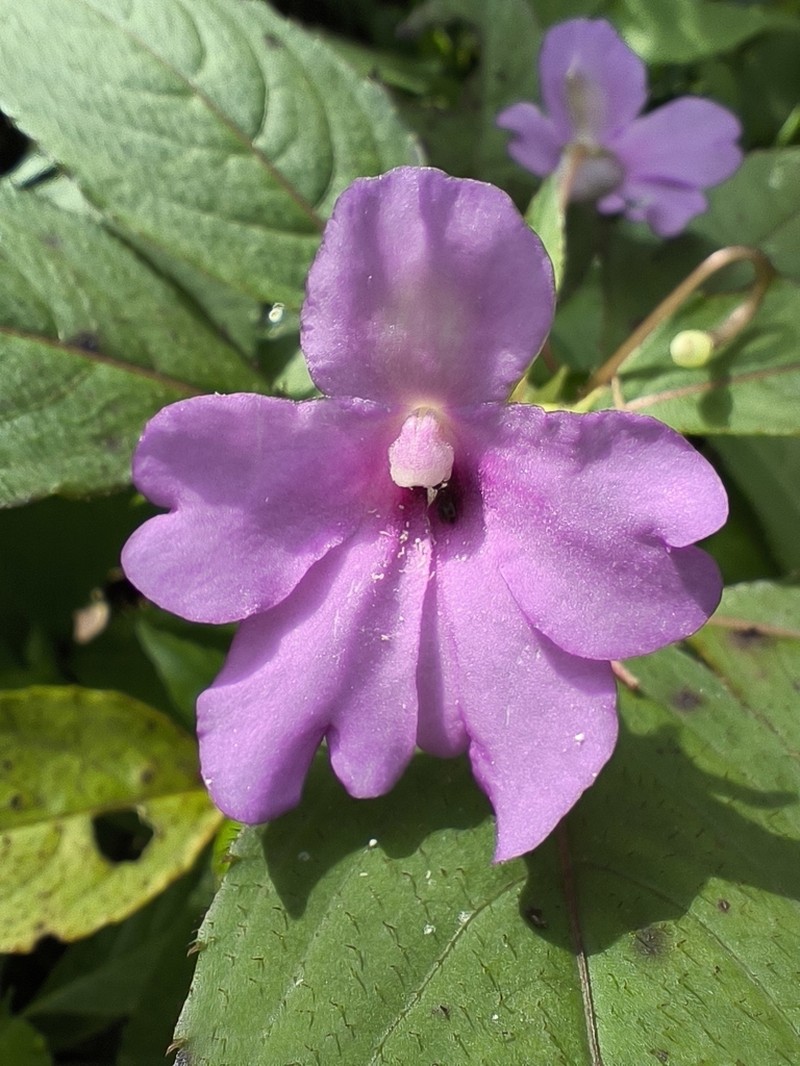 Impatiens pulcherrima photo 6
