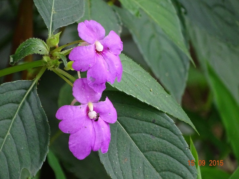 Impatiens pulcherrima photo 7