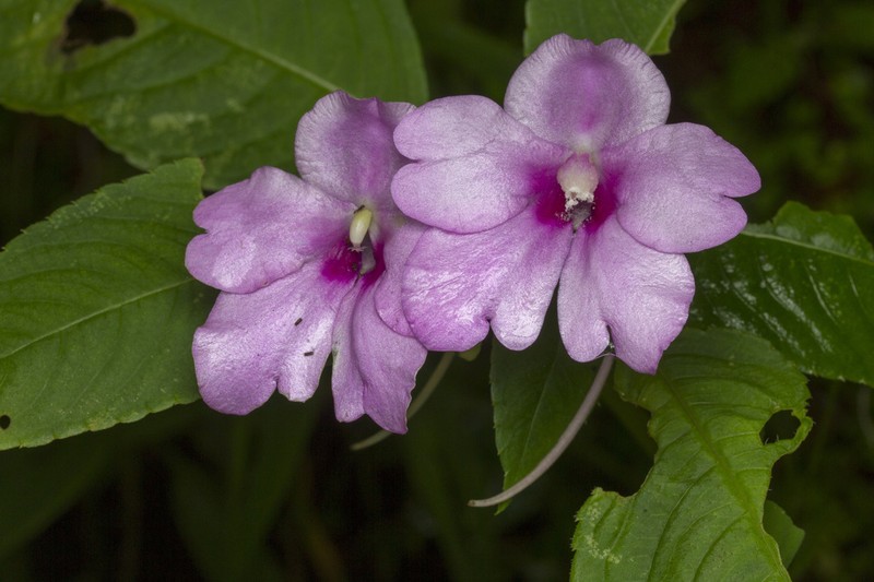 Impatiens pulcherrima photo 8