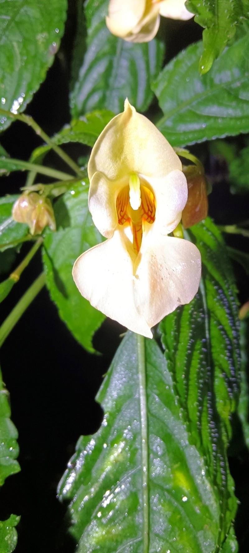 Impatiens pulchra