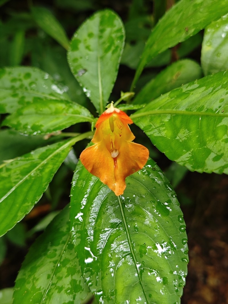 Impatiens pulchra photo 2