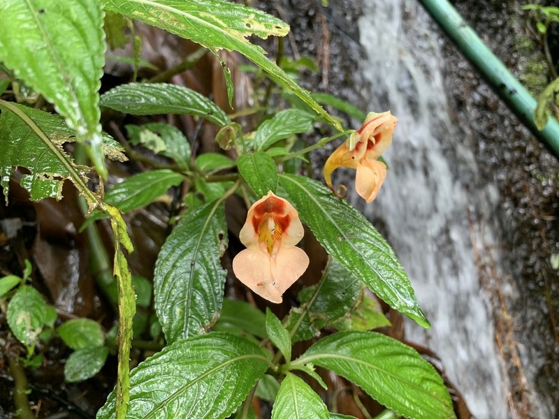 Impatiens pulchra photo 3