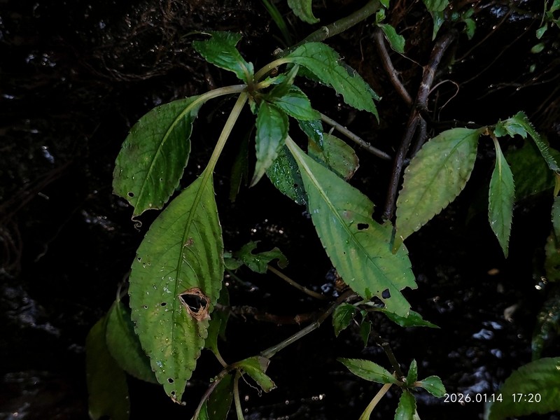 Impatiens pulchra photo 4