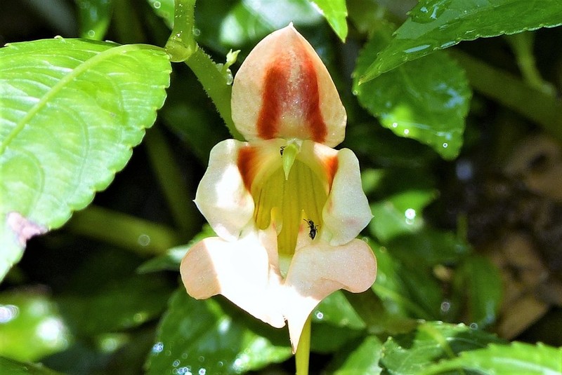 Impatiens pulchra photo 5