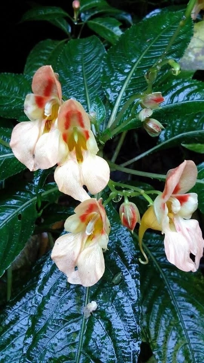 Impatiens pulchra photo 6