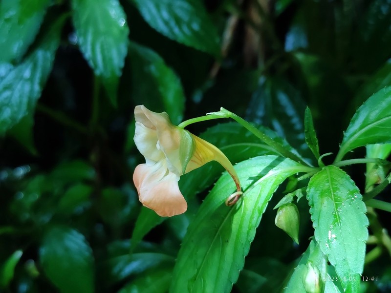Impatiens pulchra photo 7