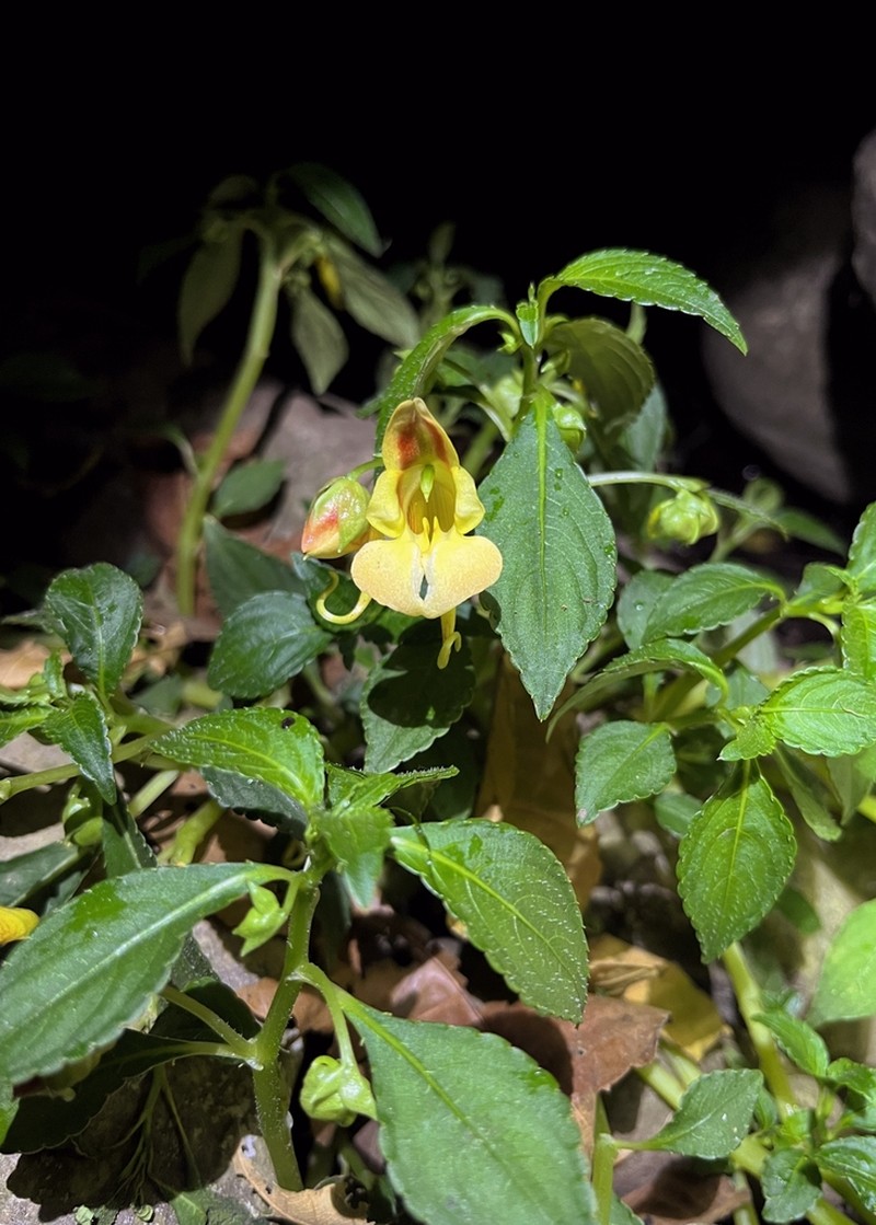 Impatiens pulchra photo 8