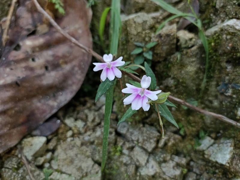 Impatiens punaensis