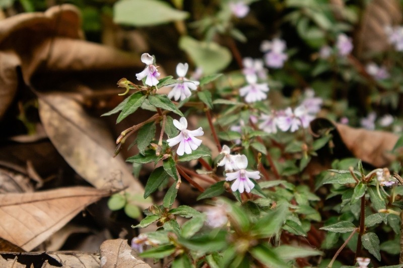 Impatiens punaensis photo 2