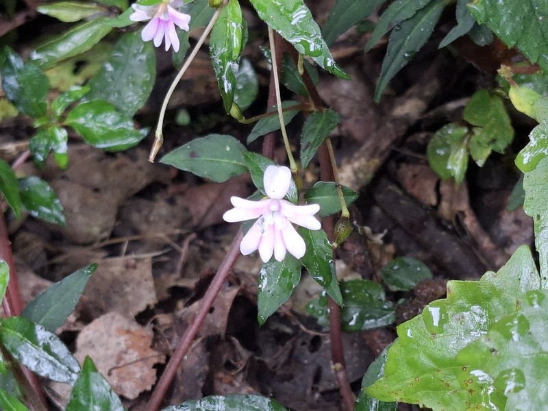 Impatiens punaensis photo 3