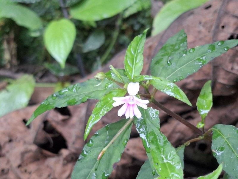 Impatiens punaensis photo 4