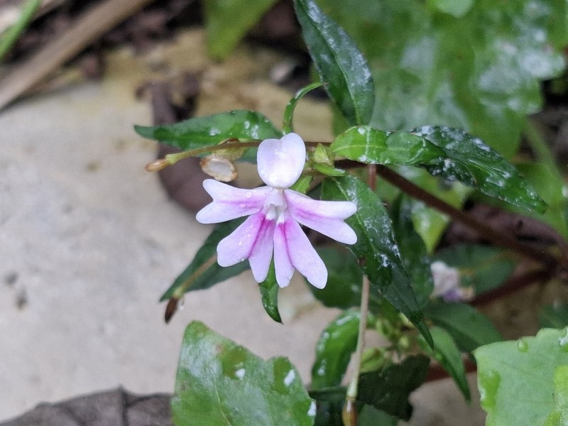 Impatiens punaensis photo 5