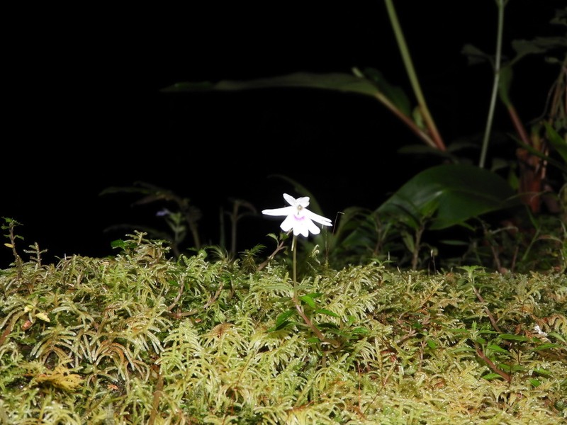 Impatiens punaensis photo 6